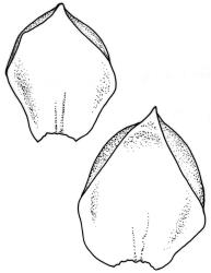 Camptochaete arbuscula var. tumida. Branch leaves. Drawn from E.M. Chapman s.n., 11 Dec. 1971, CHR 163840.
 Image: R.C. Wagstaff © New Zealand Institute for Bioeconomy Science 2026 CC-BY 3.0 NZ